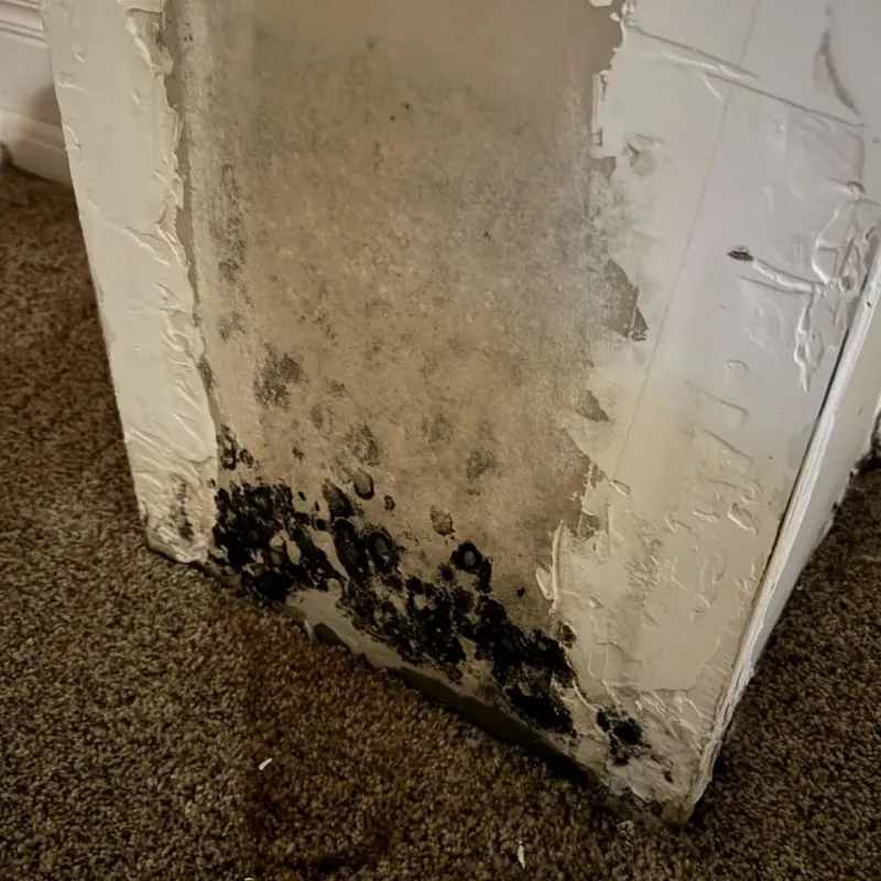 Professional Mold Removal in Kiowa County, KS